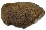 Fossil Ornithischian Dinosaur Bone Section - Montana #355118-1